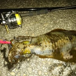 マゴチとアオリイカ