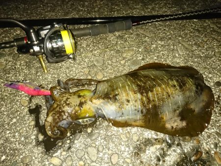 マゴチとアオリイカ