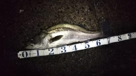 シーバスフィッシング