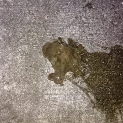 朝マズメでロック