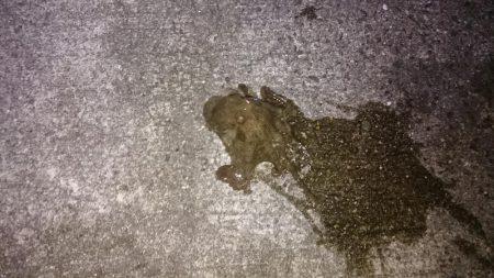 朝マズメでロック