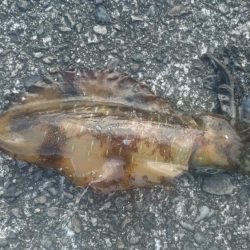 急に寒くなりましたが水温は、大丈夫そうです。