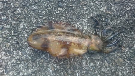 急に寒くなりましたが水温は、大丈夫そうです…