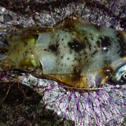 アオリイカとマゴチ