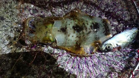 アオリイカとマゴチ