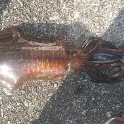 サイズアップしてきてますね！