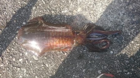 サイズアップしてきてますね！