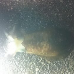 サイズアップしてきいてます。