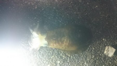 サイズアップしてきいてます。