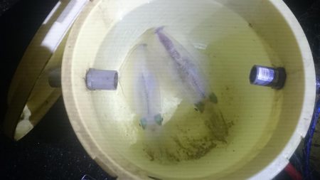 寒いけど行ってきました。