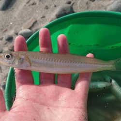 12月なのにキス爆釣