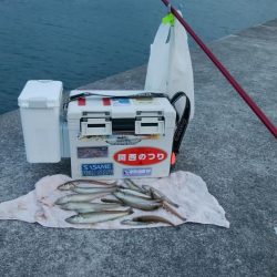 江井ヶ島漁港へ落ちギス釣査