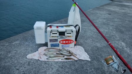 江井ヶ島漁港へ落ちギス釣査