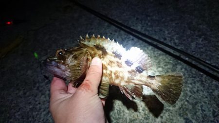 今年の釣り納め