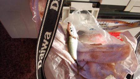 播磨新島のキス釣り