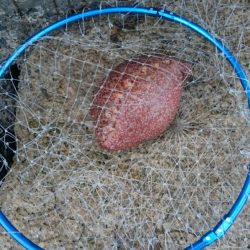 アオリイカゲット！