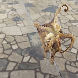 サバはもういない？投げ釣りだ！