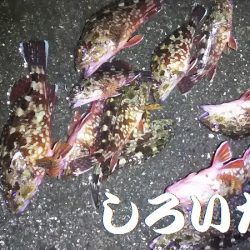 ガッシーが遊んでくれましたが、約２時間で終了。本命は別