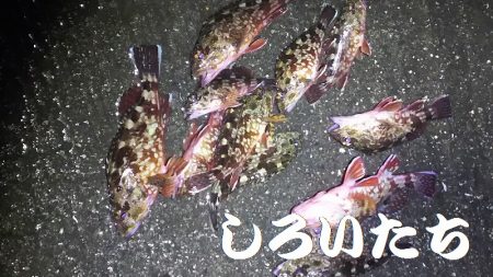 ガッシーが遊んでくれましたが、約２時間で終…