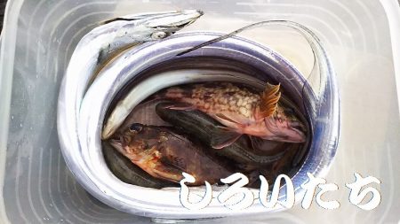 タチウオからの・・・