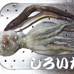 マイワシ、他、いろいろ釣れました！