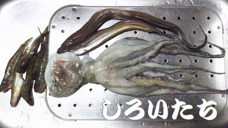 マイワシ、他、いろいろ釣れました！