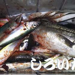 両親と今年最後？の釣り。