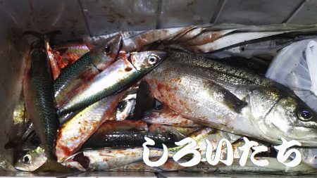 両親と今年最後？の釣り。