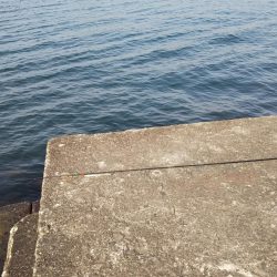 数ヶ月ぶりに本竿出しました