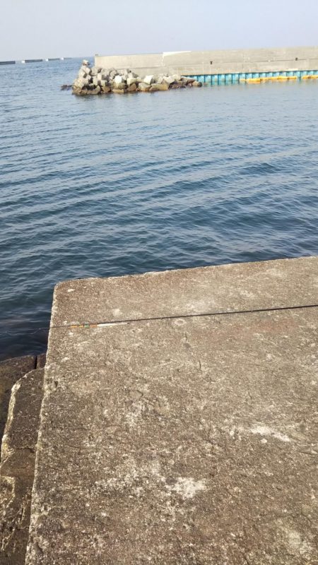 数ヶ月ぶりに本竿出しました