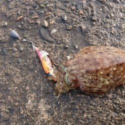 コウイカエギング