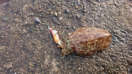 コウイカエギング