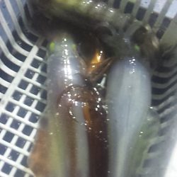 シーズン終了間際