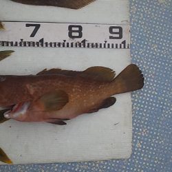 久しぶりの爆風ジギング