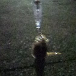 メバリング初挑戦