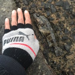 投げ釣りとロックフィッシュ