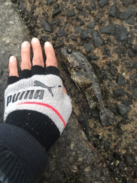 投げ釣りとロックフィッシュ