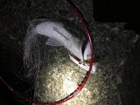 ショアジギ釣行