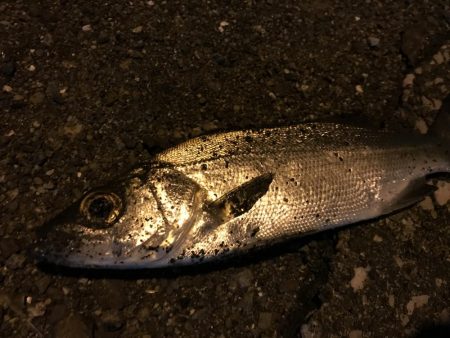 ちょい釣り セイゴ