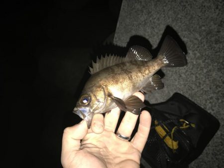 今日はメバリング♫