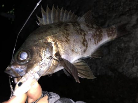 鳥取メバリング