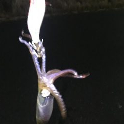 タチウオ調査からの・・・