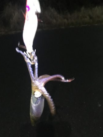 タチウオ調査からの・・・