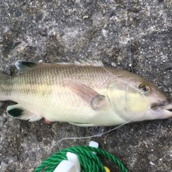 釣れました幻のアイナメ