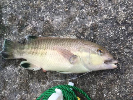 釣れました幻のアイナメ