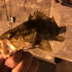 常夜灯周りでの根魚