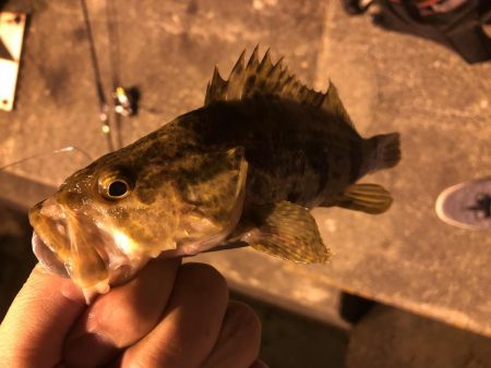 常夜灯周りでの根魚
