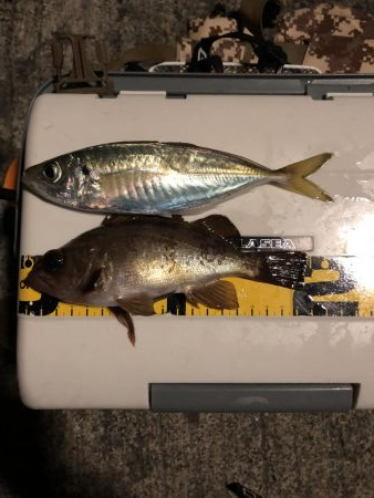 アジング メバリング