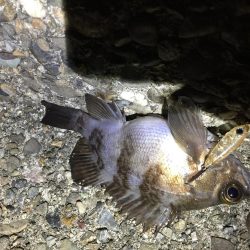 爆風メバリング