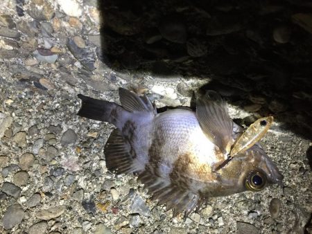 爆風メバリング